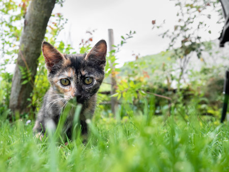Close-up of a puppy cat (Felis silvestris catus) camouflaged among the grass of a garden lawn...