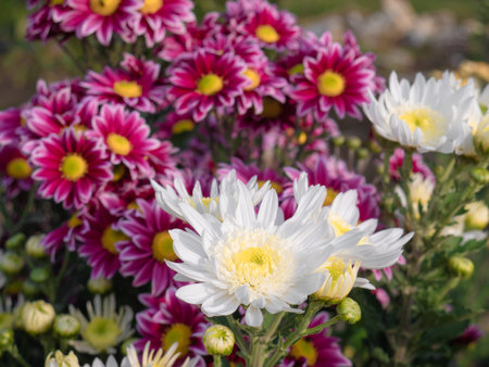 Macro view of a white crystal flower surrounded by more flowers of the same species of white color,...