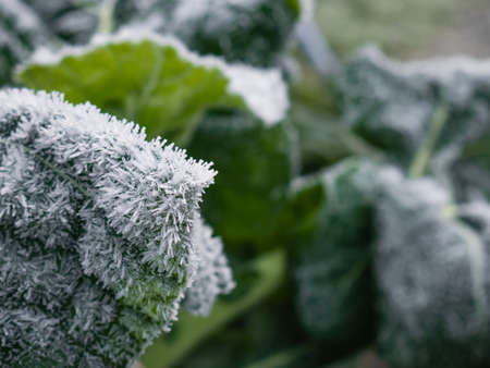 Macro view of a collard greens (Brassica oleracea var. Viridis) leaf covered in frost by night dewの写真素材