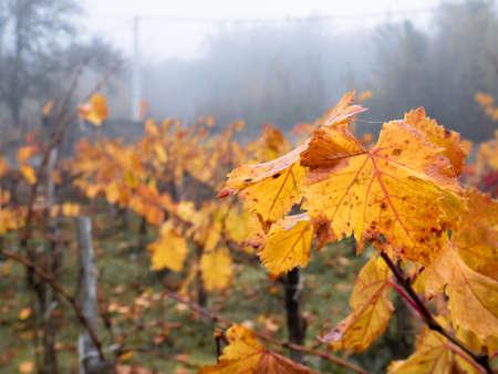 Yellow vine leaves after grape picking in a foggy vineyard in the backgroundの写真素材