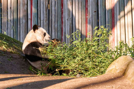 Giant Panda in captivity breaking bamboo branches with its jaws to eat themの写真素材