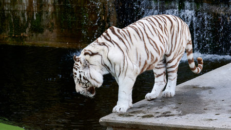 White Bengal tiger in captivity walking through its enclosure towards a pond to drink water