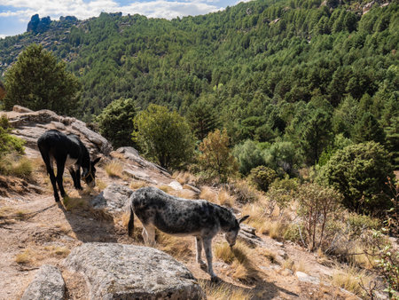 Two donkeys grazing on the slope of one of the mountains of La Pedriza in Madrid between the rocks and with a forest of trees with green leaves in the background on a sunny dayの写真素材