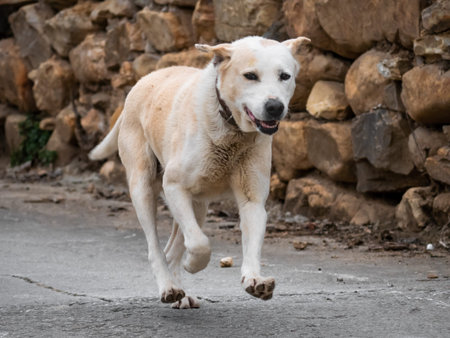 Dog (Canis familiaris) with its front legs in the air running towards the camera on a paved road and...
