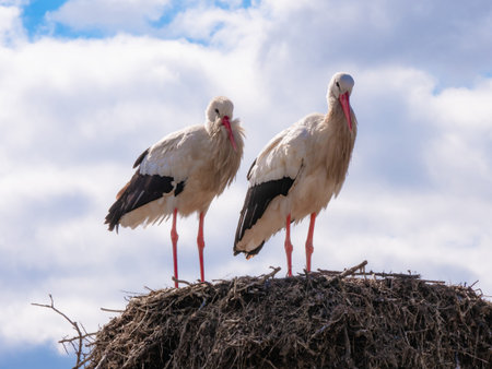 Two white storks standing on a voluminous nest made up of large branches during the breeding season...