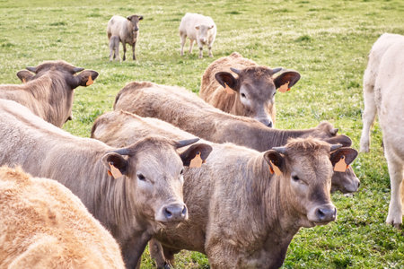 Group of cows in a meadow of an extensive cattle ranch grazingの写真素材