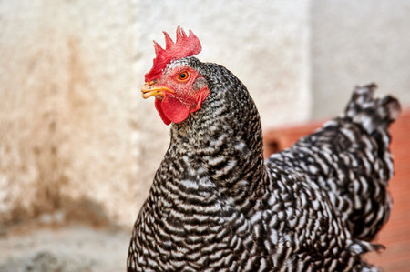 Portrait of a black and white hen walking in her farmyardの写真素材