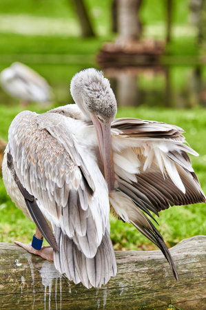 Portrait of a pelican preening its plumage between vegetation and trees