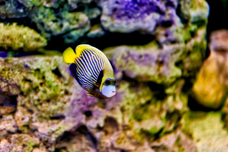 Nice blue and yellow striped tropical fish swimming between rocks with purple and green moss