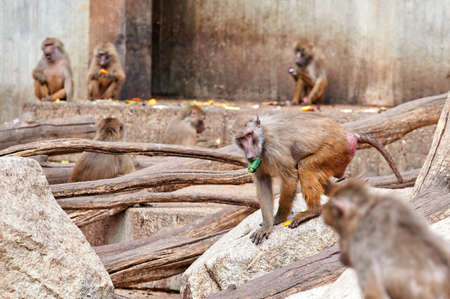 Papion or yellow baboon moving between the rocks carrying a piece of zucchini in his mouth surrounded by other baboonsの写真素材