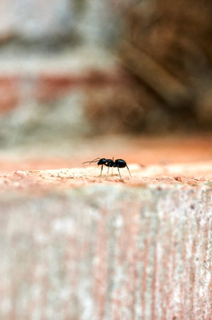 Close up of an ant walking on the surface of an orange brick wall