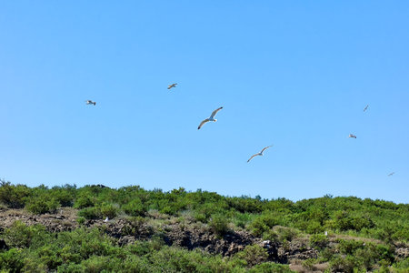 Flock of seagulls flying over an area of vegetation near the sea on a summer day with a clear blue...