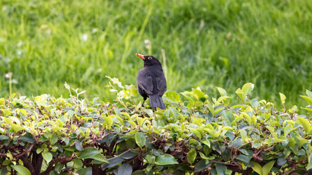 Common blackbird perched on the branches of a plant near a lawn looking to the side and with a dirty...