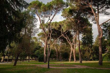 The last rays of the sun illuminate the tops of some pine trees (Pinus) in the park at the beginning of the sunsetの写真素材