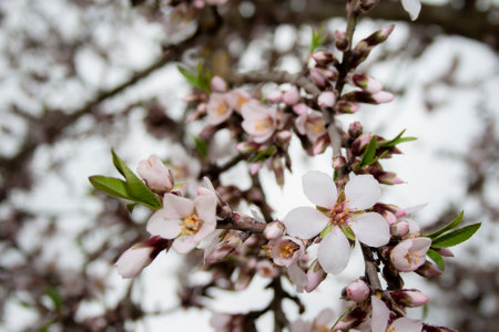 White flowers with pink touches grow on the branch of an almond tree (Prunus Dulcis) in early spring along with unopened budsの写真素材