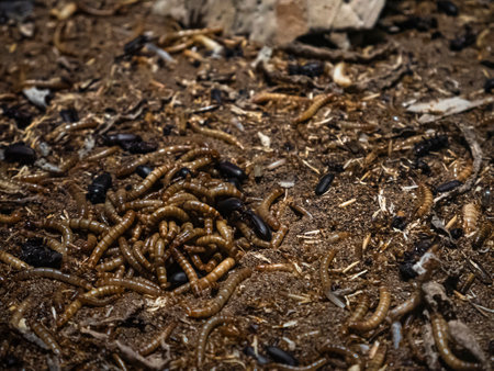 Multitude of larvae or mealworms (Tenebrio molitor) in larval form surrounded by flour beetles completing the life cycle of this beetle from the Tenebrionidae familyの写真素材