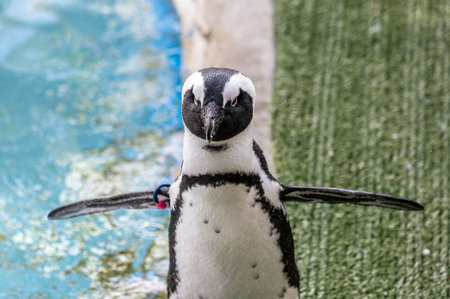 African Penguin in captivity walking near his pondの写真素材