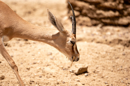 Dorcas gazelle eating a piece of dry grass while walking on the sandの写真素材