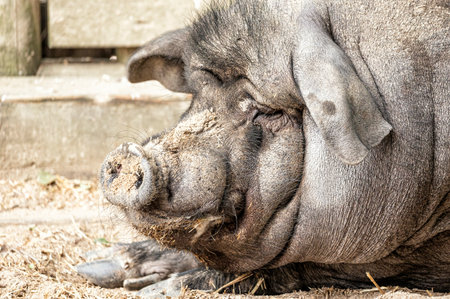 Close-up of a pot-bellied pig resting on the ground, showing its wrinkled skin, snout covered with dirt, and relaxed expression in a farm environmentの写真素材