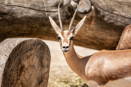 Close-up of a Dorcas gazelle with slender horns, standing near wooden logs in a sunny habitat, facing the cameraの写真素材