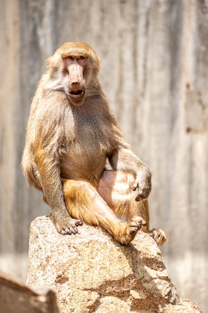 Hamadryas baboon sitting on a rock with expressive face and relaxed posture, captured in natural light at the zooの写真素材