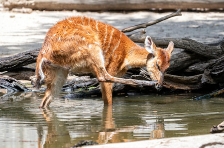 Sitatunga antelope standing in shallow water, scratching its head with a hoof, captured in natural daylight at the zooの写真素材