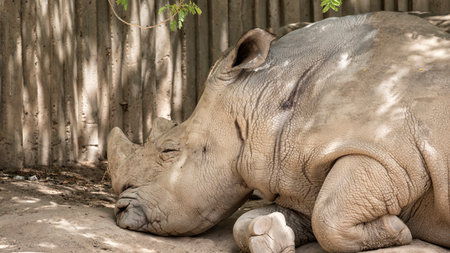 White rhinoceros resting peacefully on the ground in the shade, showing their massive horn and textured skin in a calm momentの写真素材