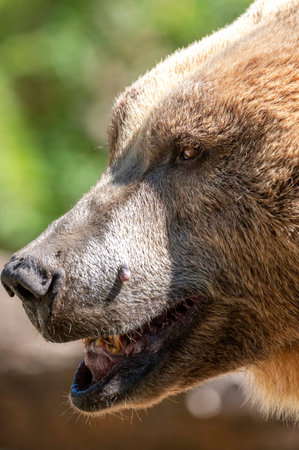 Side close-up of a brown bear head with open mouth, revealing sharp teeth, textured fur and...