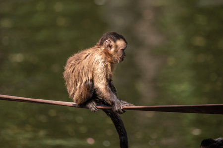 Brown capuchin monkey sitting on a narrow structure above water, resting in natural habitat outdoors