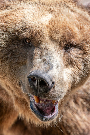 Close-up frontal view of a brown bear with mouth open, highlighting sharp teeth, textured fur and...