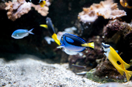 Regal surgeonfish (Paracanthurus hepatus), also known as blue tang or surgeonfish, swimming with...