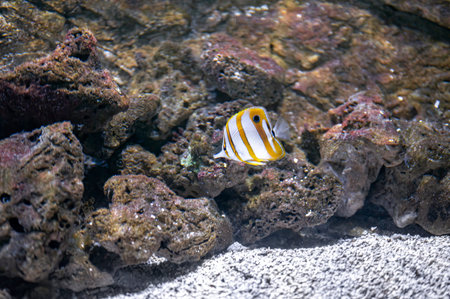 Copperband butterflyfish (Chelmon rostratus) swimming near coral reef rocks in a marine aquarium. Exotic tropical saltwater speciesの写真素材