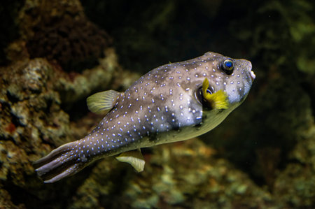 Spotted pufferfish (Arothron hispidus) with distinctive pattern swimming underwater. Marine aquarium...