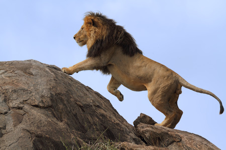 Blackmaned lion climbing on top of boulderの写真素材