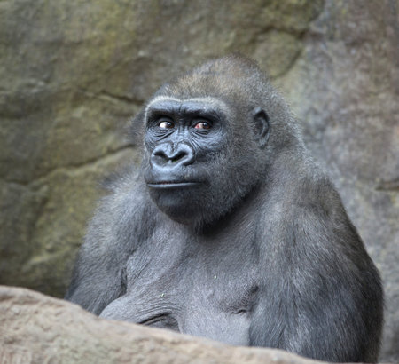 Portrait of gorilla ape