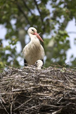 European white stork with chicks in its nestの写真素材