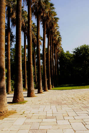 Garden               の写真素材