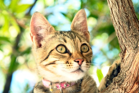  A Cat looking curious on a treeの写真素材