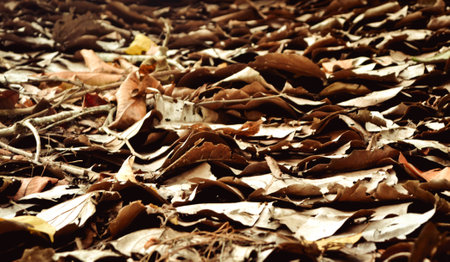 Dry leavesの写真素材