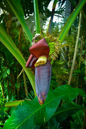 Banana blossomの写真素材