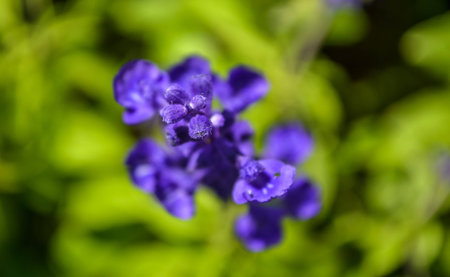 Purple bouquet Lavender flowers