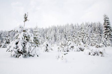 Trees in the snow  Snowy forest in northern Russiaの写真素材