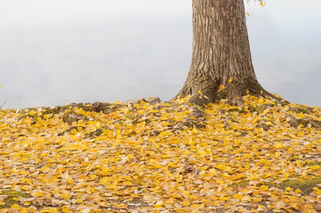 Fallen leaves on the ground at the root of the tree, late autumnの写真素材