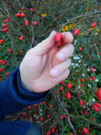 Hand man in a jacket holds a rose hip berries.の写真素材