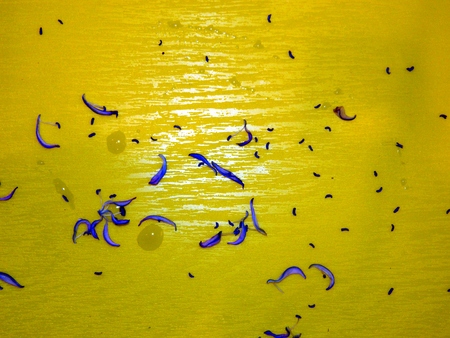 On a large kitchen board scattered many petals of a snowdrop flower like a sea and a rainbowの写真素材