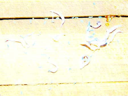 On the large kitchen board are scattered many petals of a flower of a snowdropの写真素材