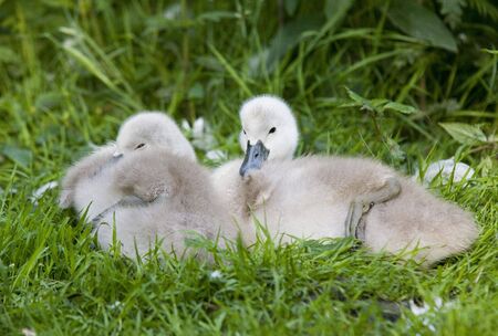 Cygnetsの写真素材