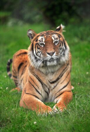 Tigerの写真素材