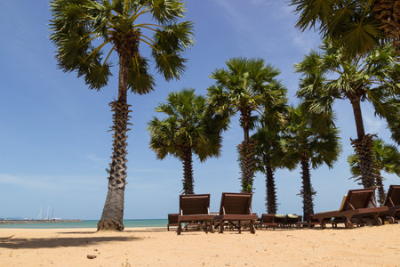 Palm trees and sun loungers on the sandy beach.の写真素材
