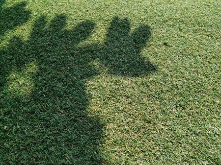 Air at noon Under the shade of treesの写真素材